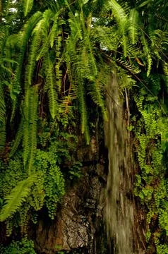 Waterfall in jungle Stock Photos