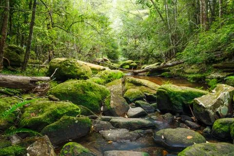 Waterfall in jungle Stock Photos
