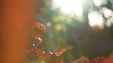 Waterfall In Key West Stock Footage 129625843