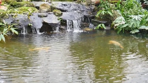 Waterfall with koi fish in garden Stock Footage 71148724