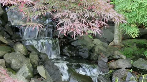 Waterfall with Laced Leaf Maple Trees and Ferns in Zen Garden Stock Footage