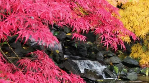 Waterfall with Laced Maple Trees with Colorful Autumn Colors 1080p Stock Footage 12435910