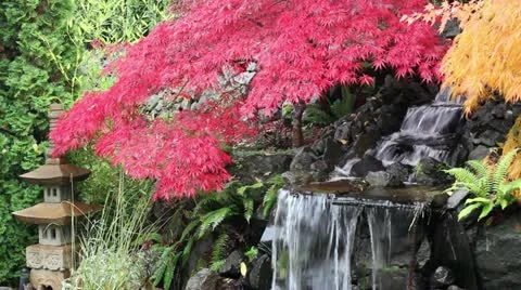 Waterfall with Laced Maple Trees in Colorful Autumn Colors 1080p Stock Footage 12436014