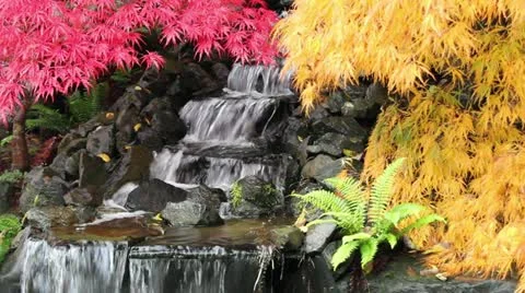 Waterfall with Laced Maple Trees with Colorful Autumn Colors 1080p Stock-Footage 12436092