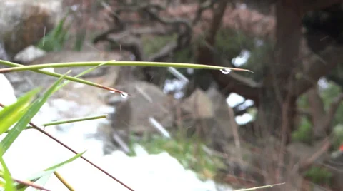 Waterfall Lake - 12 - Close Grass With Drops, Blurred Stream & Plants Stock Footage