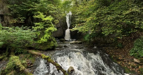 Waterfall in a leafy forest Stock Footage 220210765