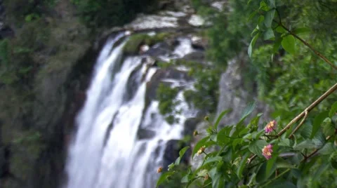 Waterfall with leaves in foreground Stock Footage 1068827