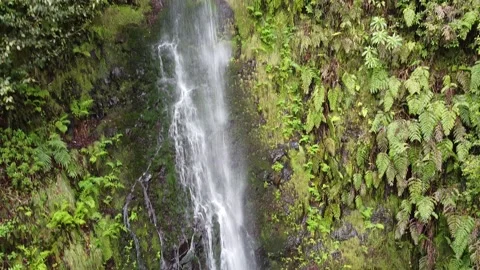 Waterfall, Levada do Caldeirao, Madeira Stock-Footage 194682961