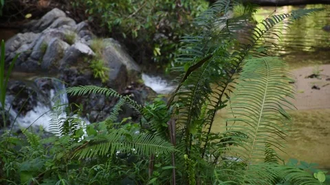 Waterfall lines in the clear and big forest Stock Footage 129694218