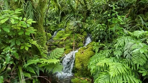 Waterfall in Lush Native Forest with Moss and Ferns in Egmont National Park.. Stock Footage 285372044