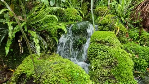 Waterfall in Lush Native Forest with Moss and Ferns in Egmont National Park.. Stock Footage 285372334