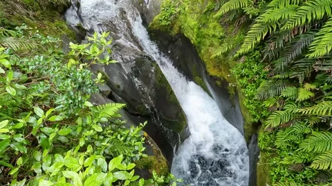 Waterfall in Lush Native Forest with Moss and Ferns in Egmont National Park.. Stock Footage 285372573