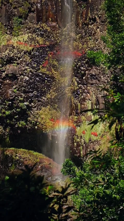 Waterfall in the Madeira forest Video stock 272789093