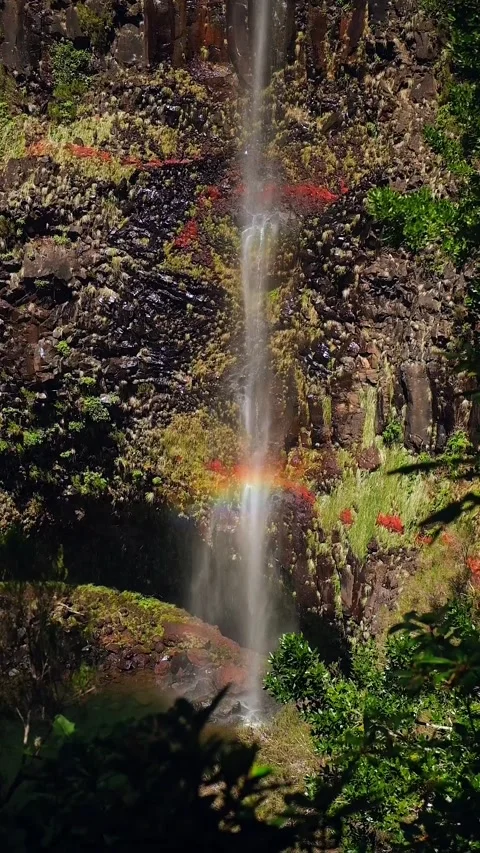 Waterfall in the Madeira forest Video stock 272789379
