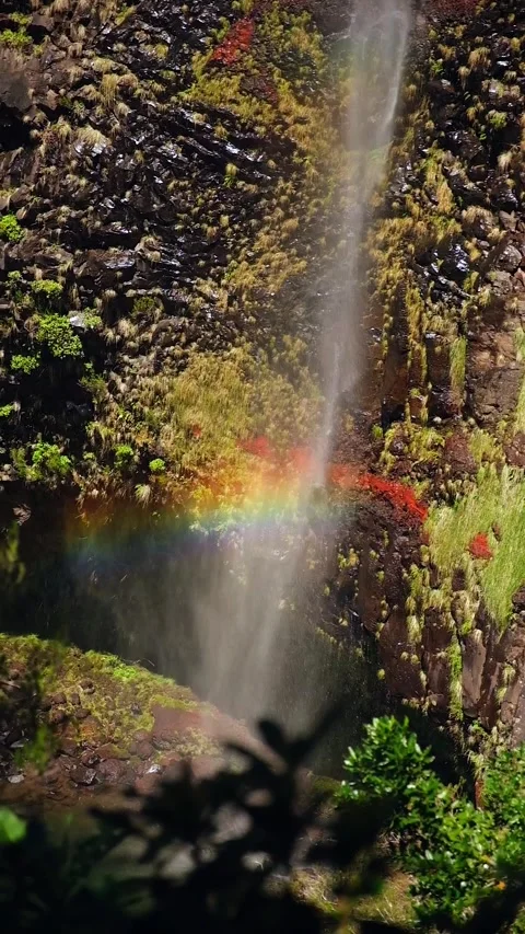 Waterfall in the Madeira forest Video stock 272789626