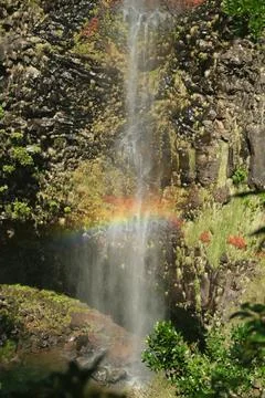 Waterfall in the Madeira forest Stock Photos