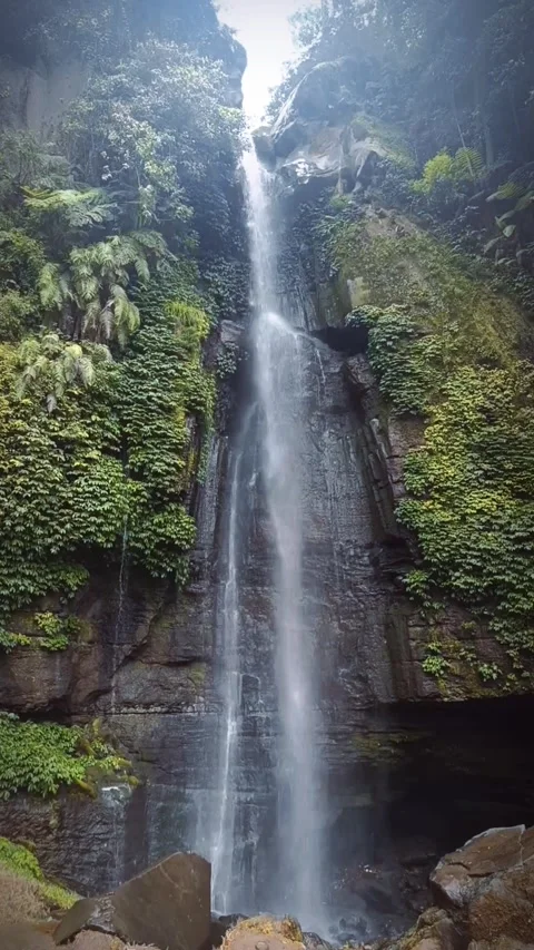 Waterfall in the middle of a pine forest Video stock 294273766