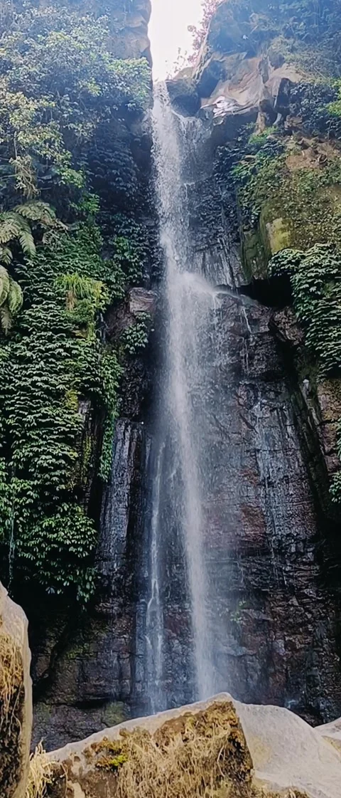 Waterfall in the middle of a pine forest 스톡 동영상 294273776
