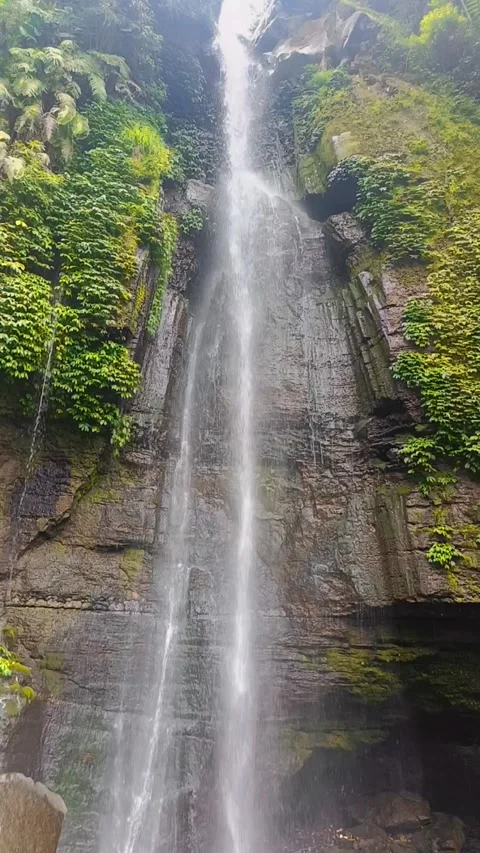 Waterfall in the middle of a pine forest 스톡 동영상 294273832
