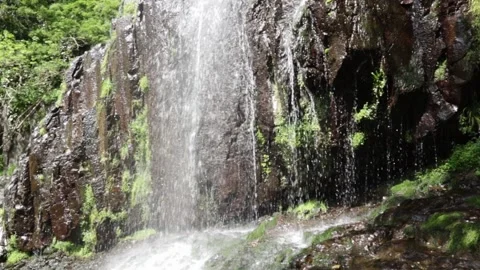 Waterfall in a misty forest, water stream falls from above from a rock onto.. Stock Footage 239248521