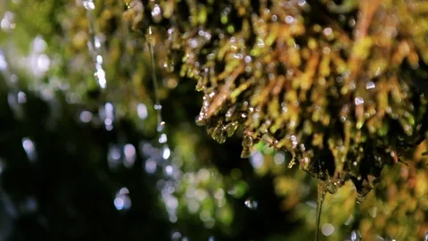 Waterfall moss drops spring nature 库存影片 88169470