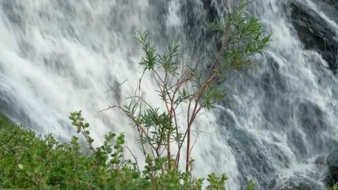 Waterfall on a mountain river from a height. In the foreground is a lone young Stock Footage 205599791