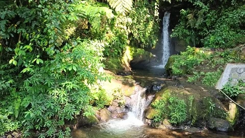 Waterfall from mountain spring in the middle of forest with green plants 스톡 동영상 242476761