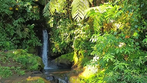 Waterfall from mountain spring in the middle of forest with green plants Video stock 242476769