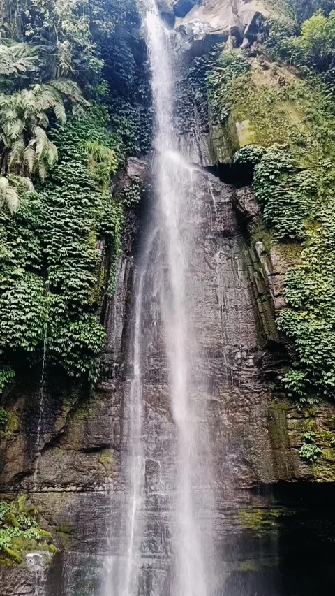 Waterfall from mountain spring in the middle of forest with green plants Stock Footage 294273772