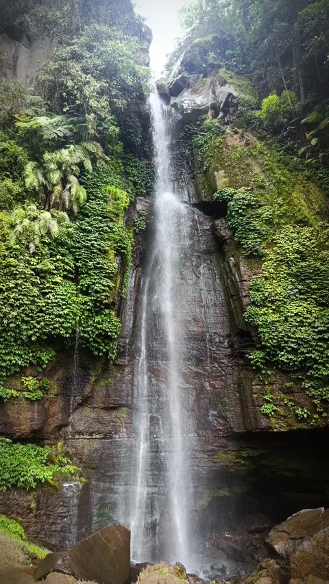 Waterfall from mountain spring in the middle of forest with green plants Video stock 294273782