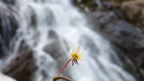 A waterfall in the mountains of the Central Caucasus 库存影片 146689561
