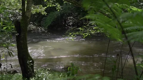 Waterfall in a natural rainforest in Laos Stock Footage 248575401