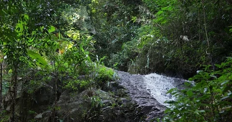 Waterfall nature in green forest Stock Footage 85106953