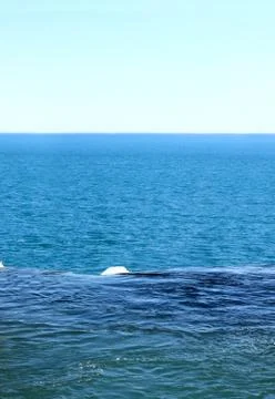 Waterfall to ocean Fotos Stock