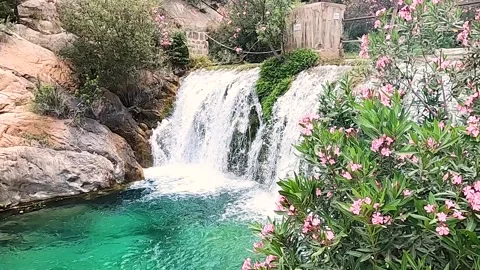 Waterfall with an oleander in the foreground flowing the water in slow motion Stock Footage 194820172