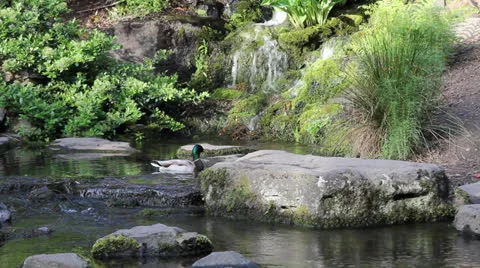 Waterfall with Pair of Ducks Bathing in the Pool of Water Springtime Видео 22982124
