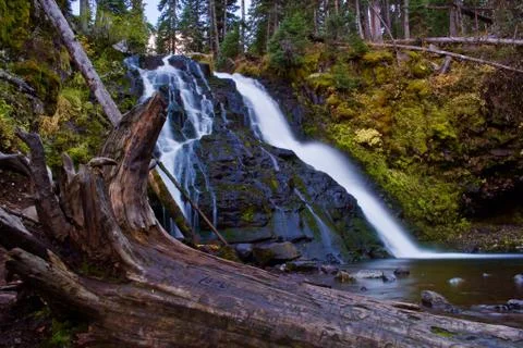 Waterfall in the Pines on a Fall Day Stock Photos