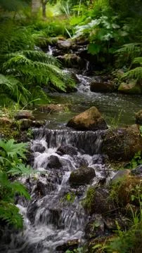 Waterfall with plants Stock Photos