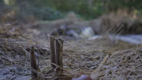 Waterfall rack focus beaver dam Stock Footage 171949446