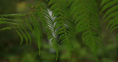 Waterfall Rack Focus On Leaves, 8K Видео 332312665