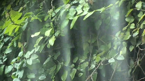 Waterfall in Rain Forest Stock Footage 245038