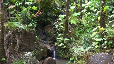 Waterfall in the rain forest Stock Footage 105872531