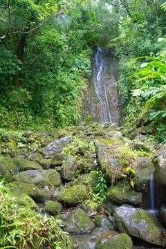 Waterfall in a Rain Forest Stockfoto's