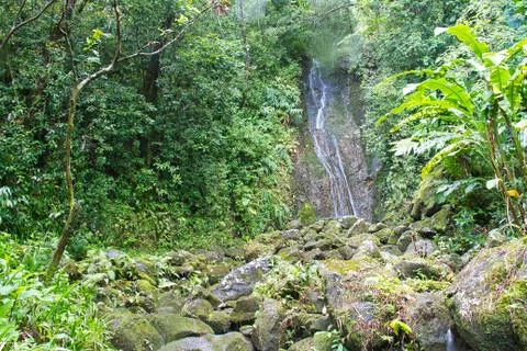 Waterfall in a Rain Forest Photos