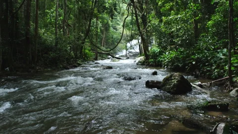 Waterfall in rainforest with clear water. Stream running fast  in rainy season. Stock Footage 252402940