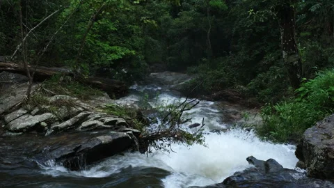 Waterfall in rainforest with clear water. Stream running fast  in rainy season. Stock Footage 252403098