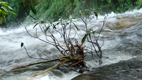 Waterfall in rainforest with clear water. Stream running fast  in rainy season. Stock Footage 252403110