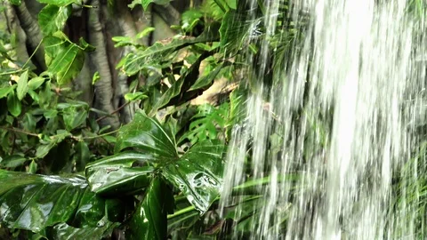 Waterfall in the rainforest Stock Footage 102046078