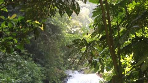 Waterfall in the rainforest HD Stock Footage 195971506