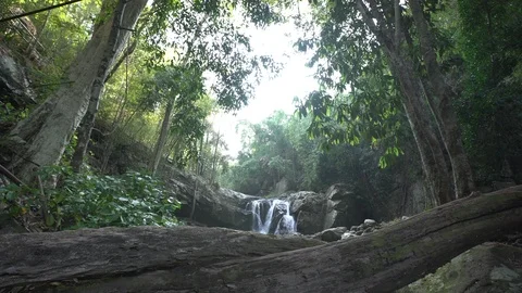 Waterfall in rainforest with reclining death tree in foreground Video stock 87186641